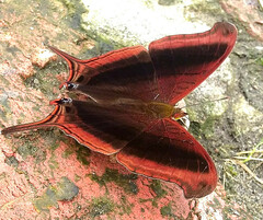 Marpesia zerynthia