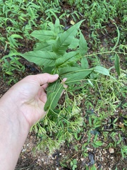 Eupatorium sessilifolium
