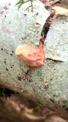 Rhodotus palmatus