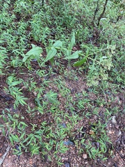Eupatorium sessilifolium