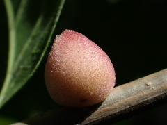 Disholcaspis quercusmamma