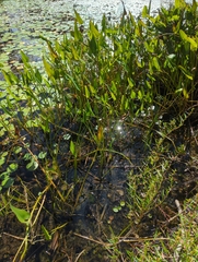 Pontederia cordata