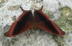 Marpesia zerynthia