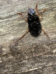 Pseudoophonus