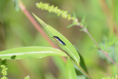 Homalodisca insolita