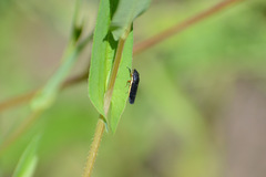 Homalodisca insolita