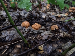 Marasmius siccus