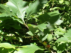 Disholcaspis quercusmamma