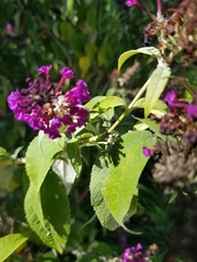 Buddleja