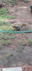 Sciurus niger