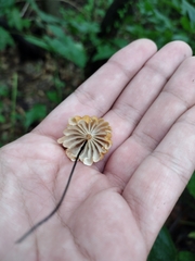 Marasmius siccus