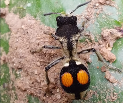 Hoplomutilla spinosa