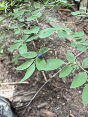 Vaccinium membranaceum