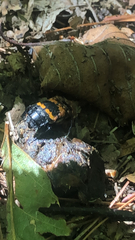 Nicrophorus tomentosus