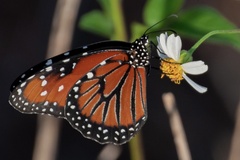Danaus eresimus