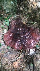 Ganoderma