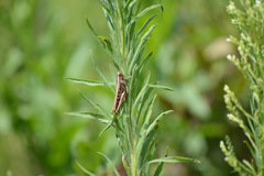Schistocerca americana