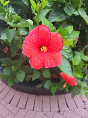 Hibiscus rosa-sinensis