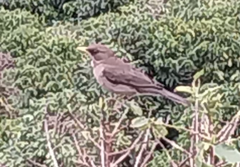 Turdus amaurochalinus