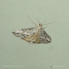 Evergestis subterminalis