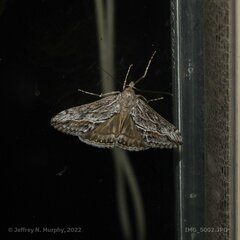 Evergestis subterminalis