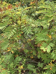 Sorbus americana
