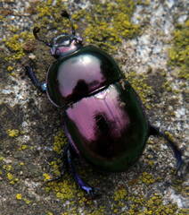 Trypocopris pyrenaeus