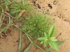 Fimbristylis vahlii