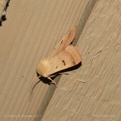 Dichagyris variabilis