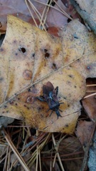 Leptoglossus clypealis