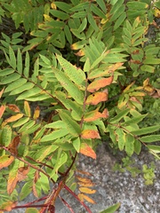 Sorbus americana