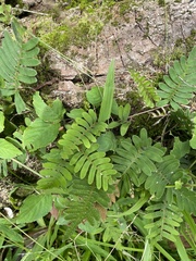 Pleopeltis polypodioides
