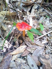 Hygrocybe