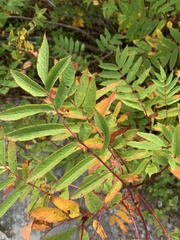 Sorbus americana