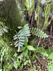 Pleopeltis polypodioides