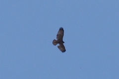 Buteo brachyurus