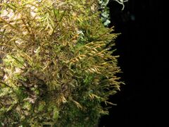 Cryphaea heteromalla