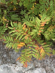Sorbus americana