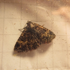 Metalectra diabolica