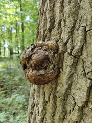 Agrobacterium radiobacter