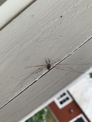 Dicranopalpus ramosus