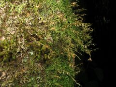 Cryphaea heteromalla