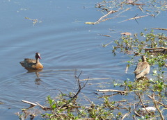 Amazonetta brasiliensis