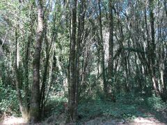 Cryphaea heteromalla