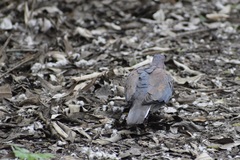 Streptopelia senegalensis