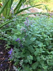 Ajuga genevensis