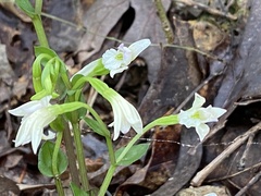 Triphora trianthophoros trianthophoros