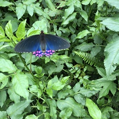 Parides photinus