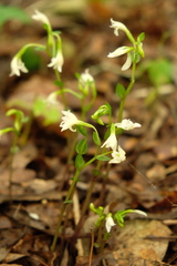 Triphora trianthophoros trianthophoros