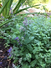 Ajuga genevensis